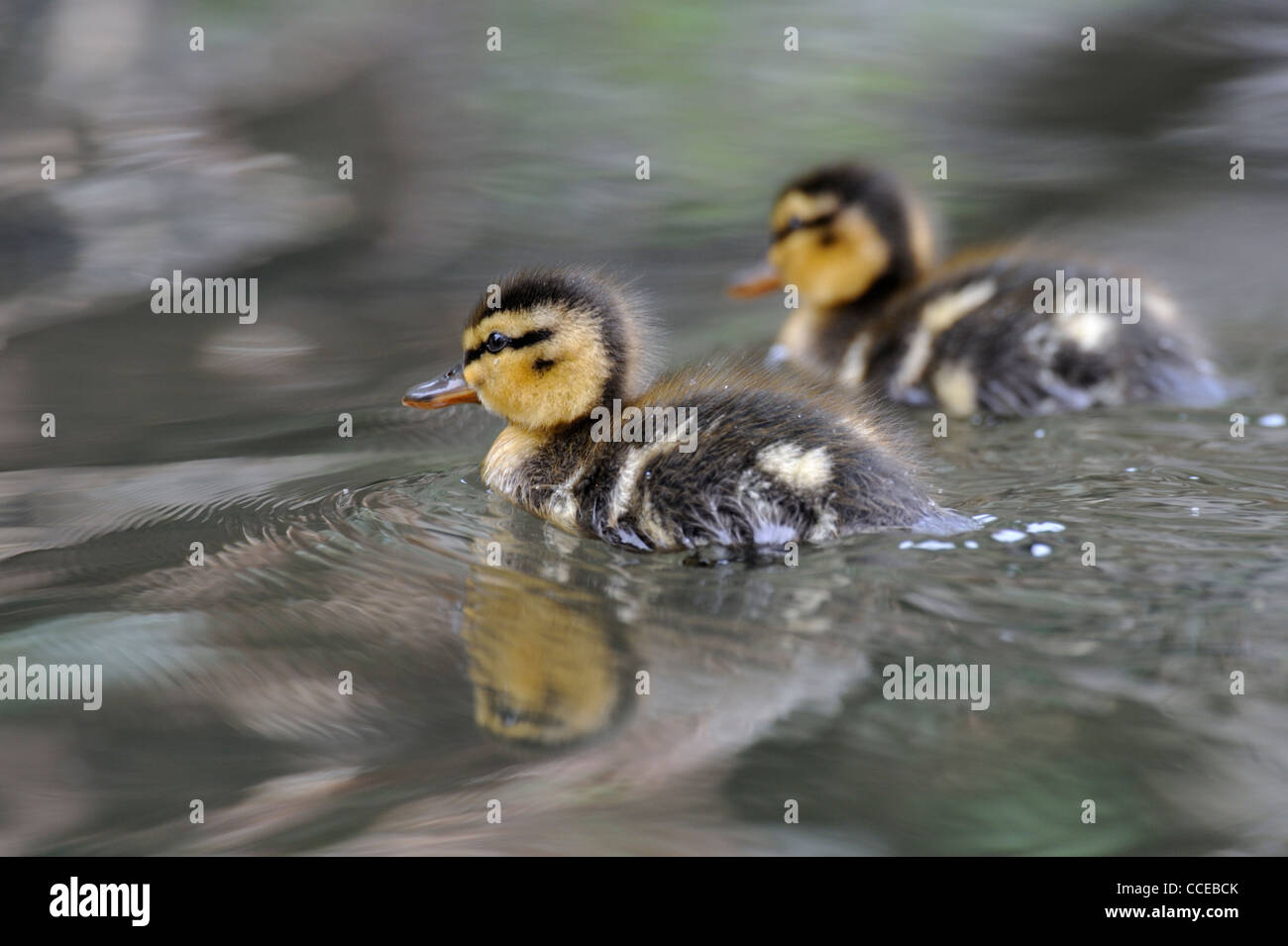 Mallard duckling (Anus platyrhynchos) Stock Photo