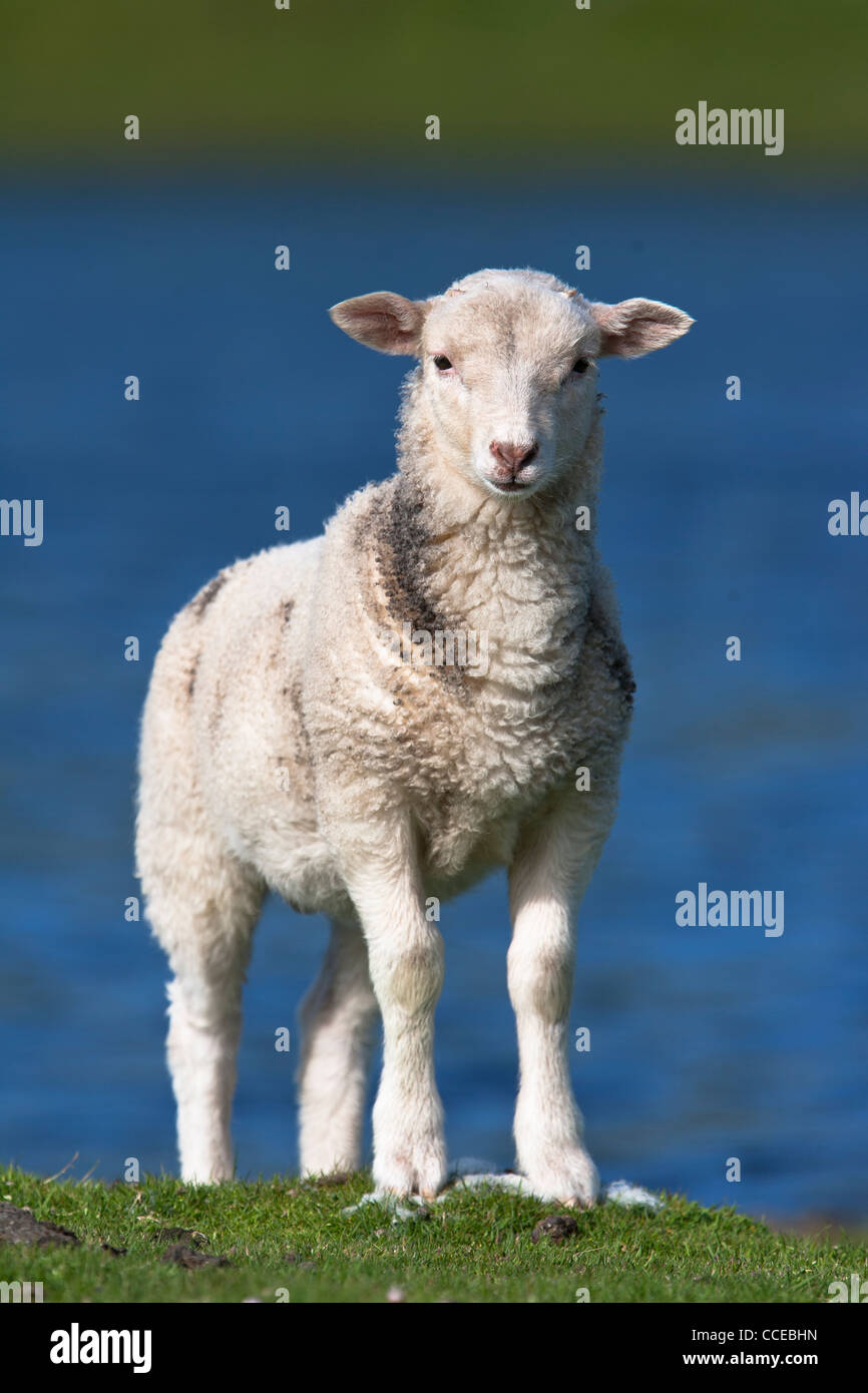 Sheep, Schaf, Shetland, Scotland, Great Britain, lamb, Lamm Stock Photo