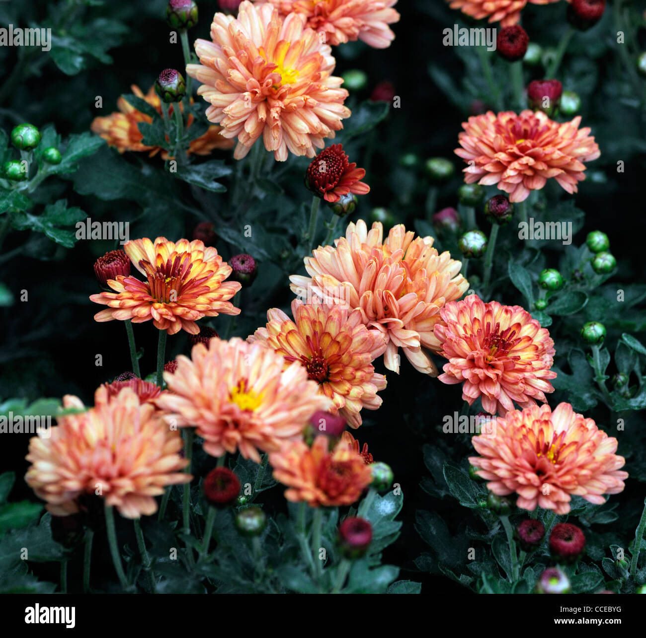 Chrysanthemum bronze elegance amber peach flowers blooms blossoms half hardy perennial herbaceous plant flower bloom blossom Stock Photo