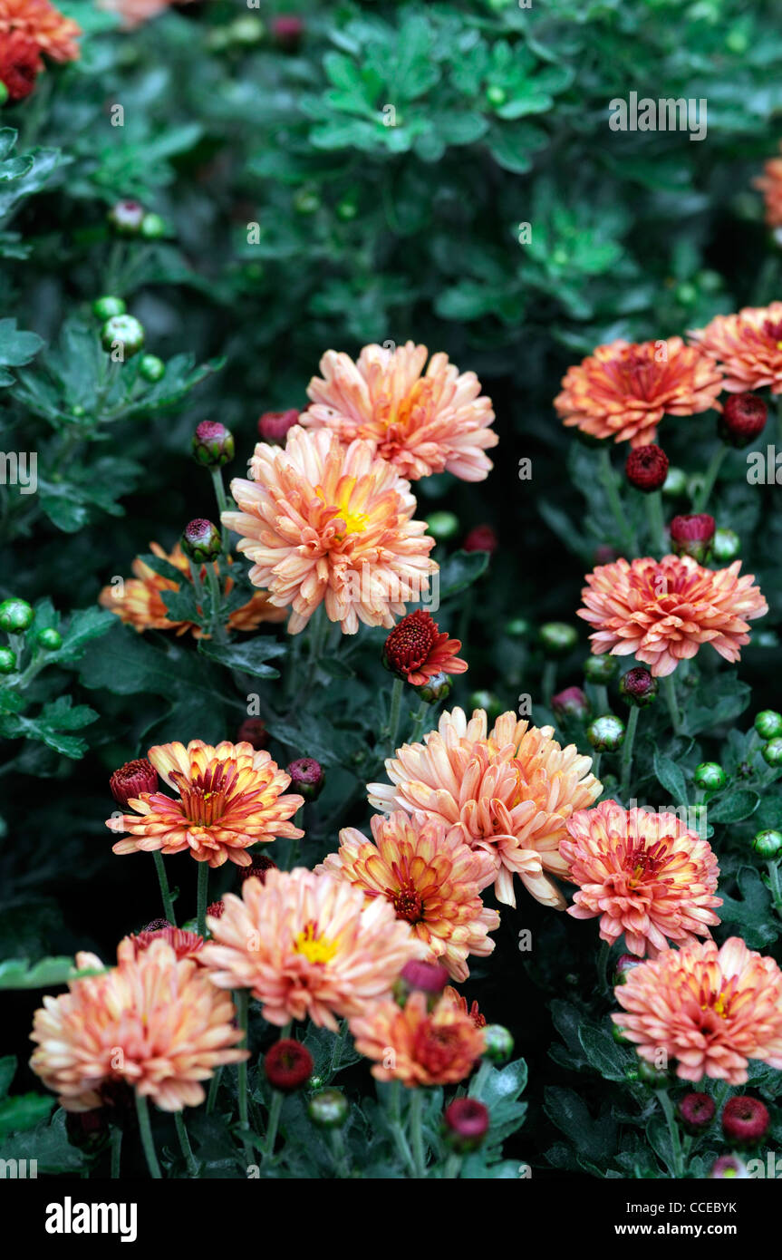Chrysanthemum bronze elegance amber peach flowers blooms blossoms half hardy perennial herbaceous plant flower bloom blossom Stock Photo