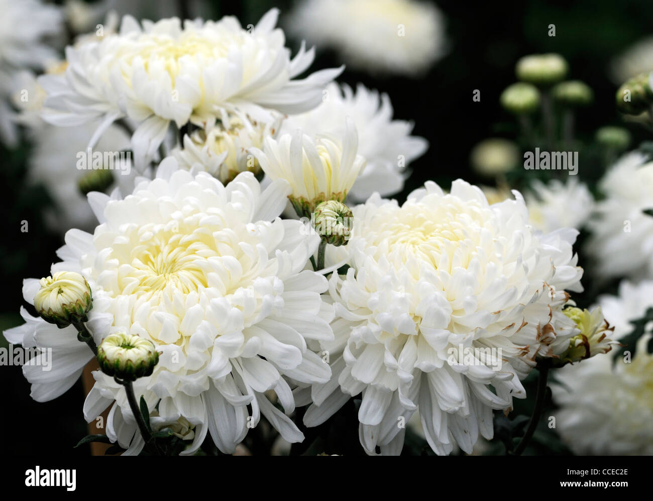 Chrysanthemum impish white cream flowers blooms blossoms half hardy perennial herbaceous plant flower bloom blossom flowers Stock Photo