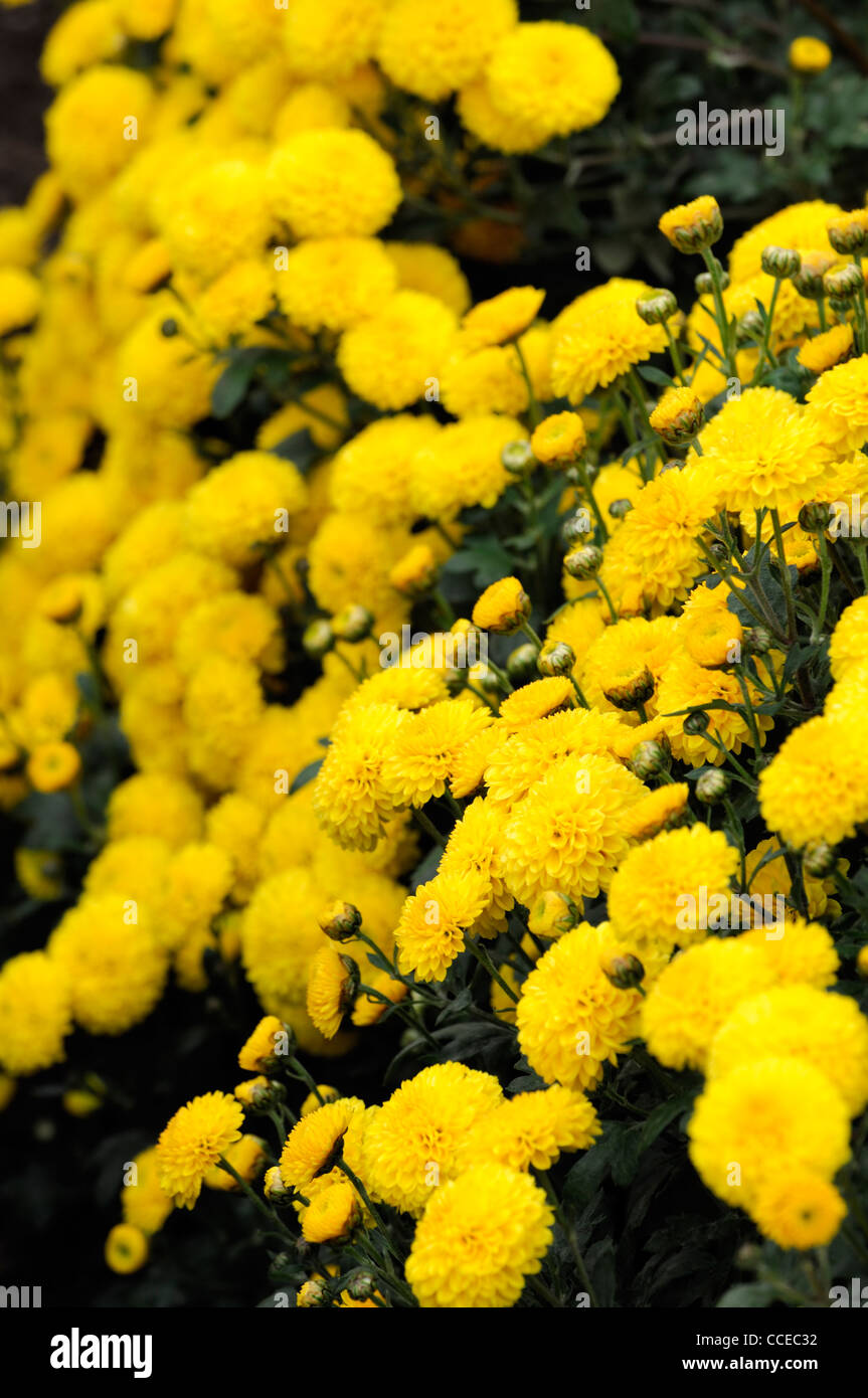 Yellow and bl hires stock photography and images Alamy