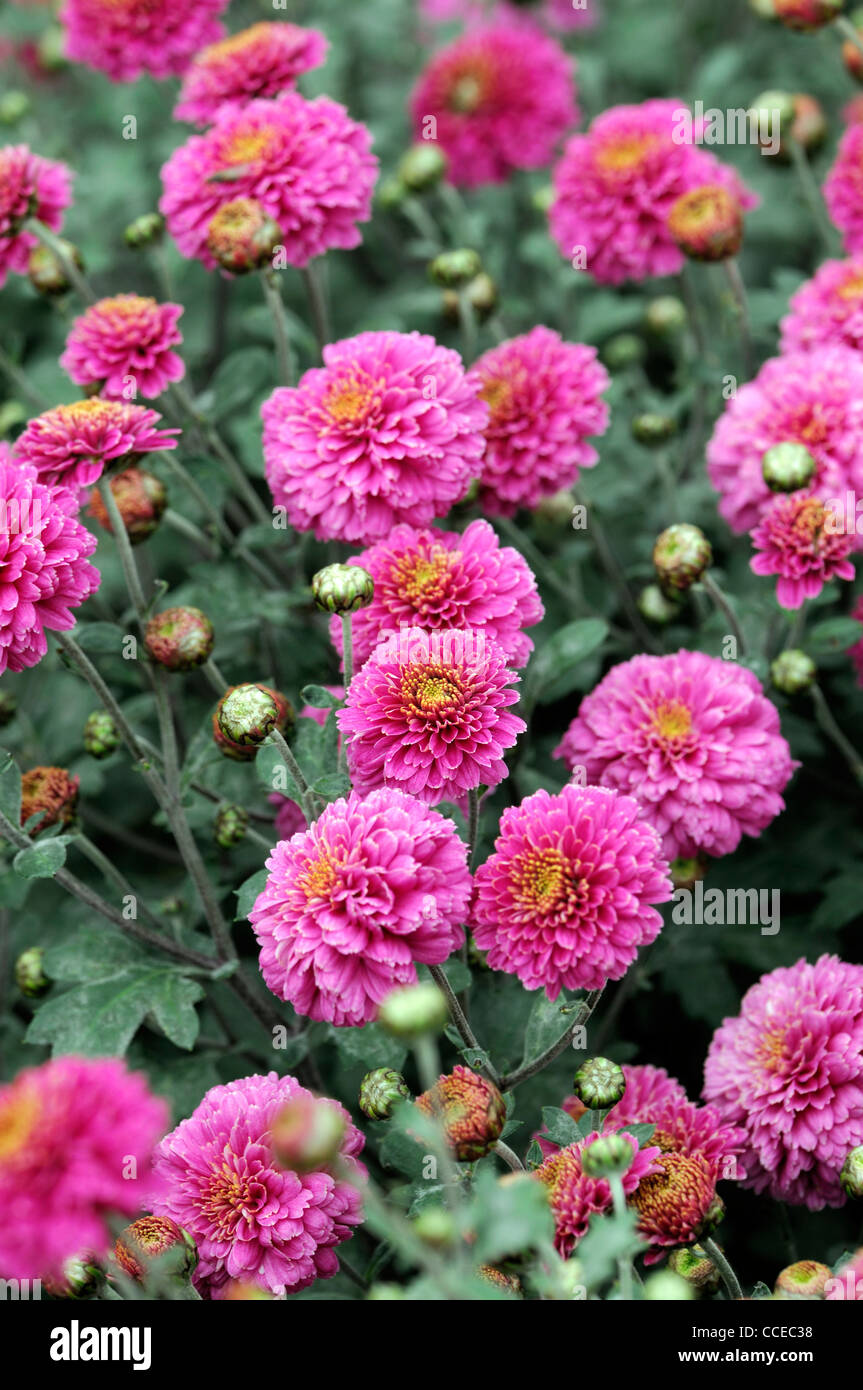 Chrysanthemum john wingfield pink flowers blooms blossoms half hardy perennial herbaceous plant flower bloom blossom flowers Stock Photo