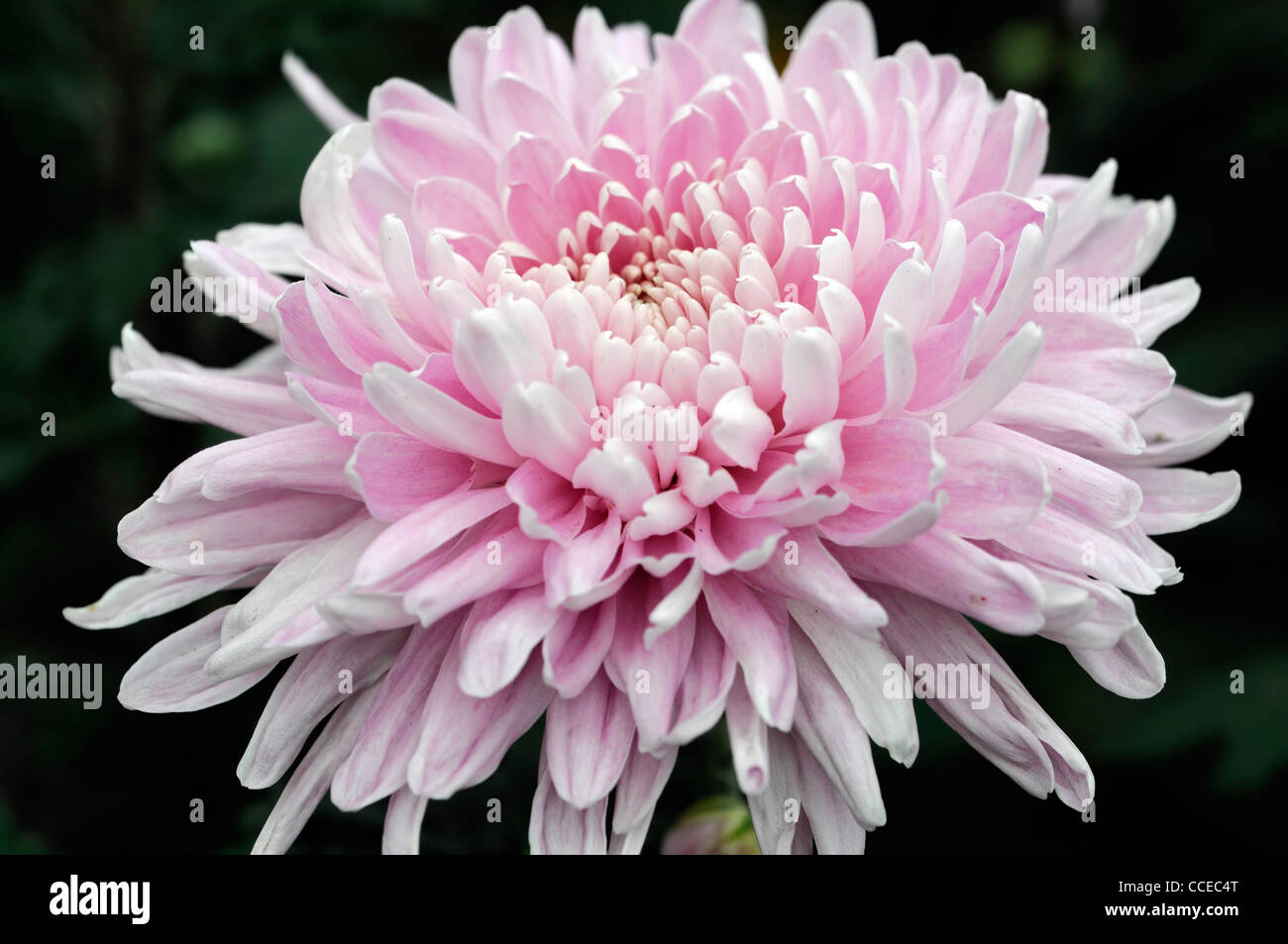 pink flowers that start with j