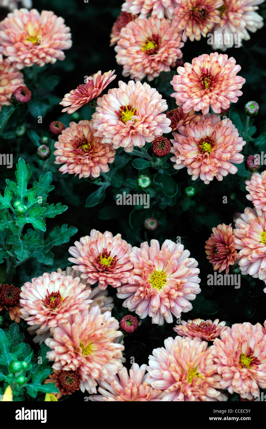Chrysanthemum pink pride flowers blooms blossoms half hardy perennial