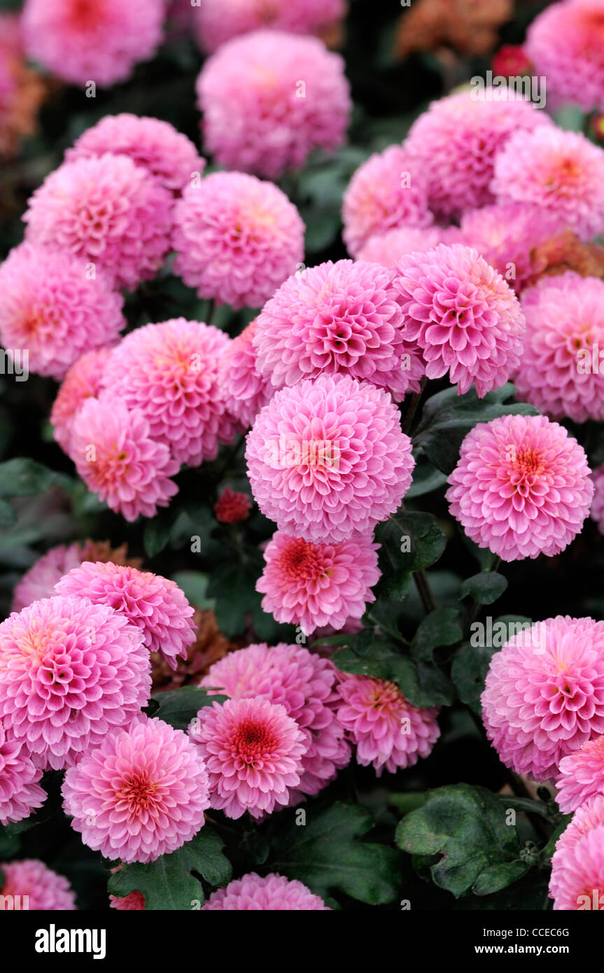 Chrysanthemum pink wingfield flowers blooms blossoms half hardy perennial herbaceous plant flower bloom blossom flowers Stock Photo