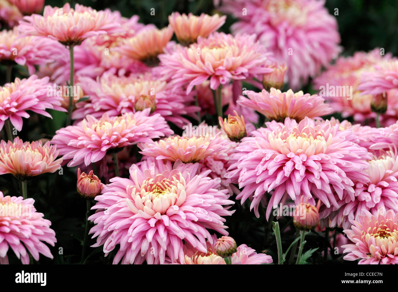 Chrysanthemum star cross pink flowers blooms blossoms half hardy