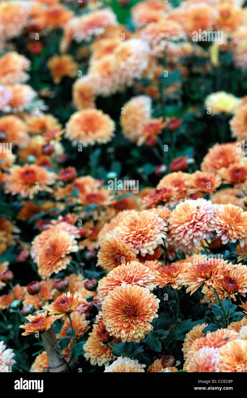 Chrysanthemum orange double hi-res stock photography and images - Alamy