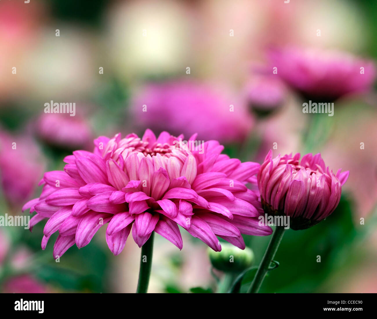 Chrysanthemum Tracy Walker dark pink flowers blooms blossoms half hardy perennial herbaceous plant flower bloom blossom Stock Photo