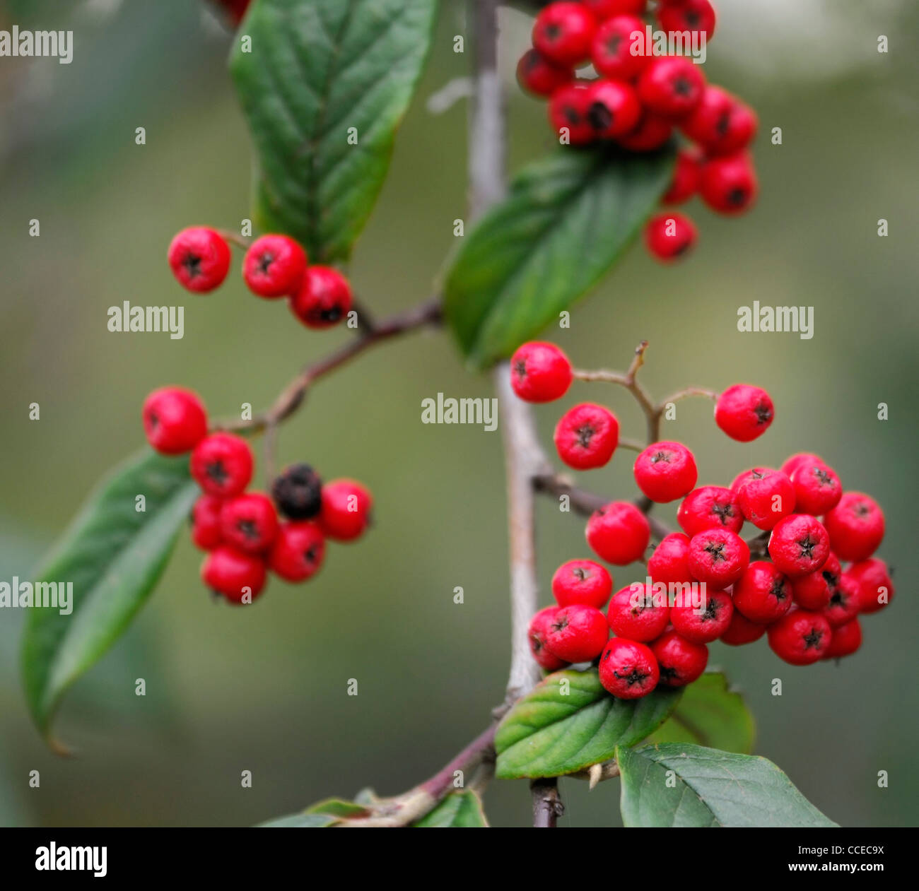 Cotoneaster lucidus Hedge cotoneaster Shiny cotoneaster green leaves bright red berries berrys autumn autumnal fall colour color Stock Photo