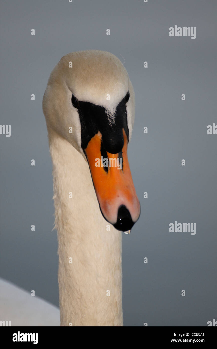 a white swan - cygnini Stock Photo
