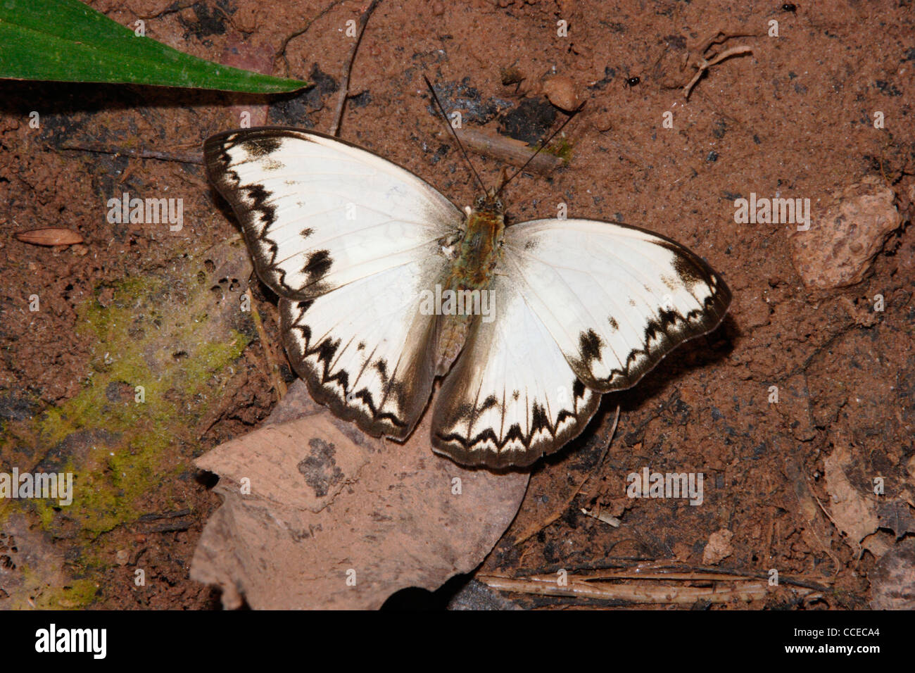 Common Glider Butterfly (Cymothoe caenis Nymphalidae), male puddling