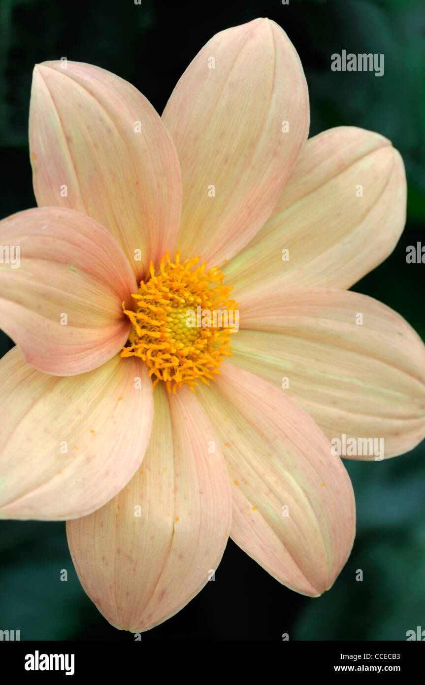 Dahlia bishop of oxford hi-res stock photography and images - Alamy