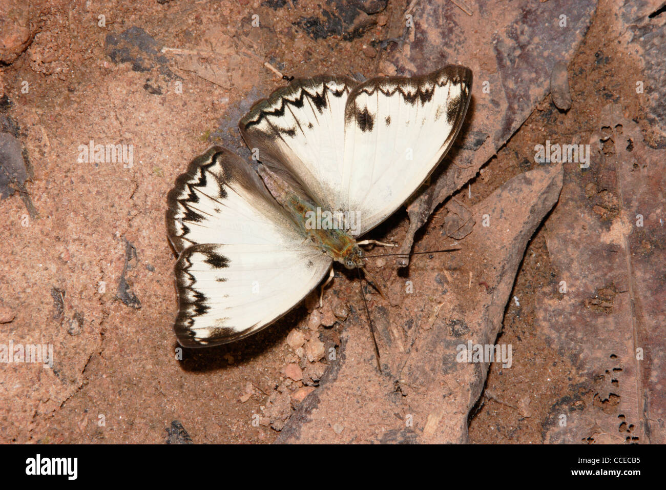 Common Glider Butterfly (Cymothoe caenis Nymphalidae), male puddling