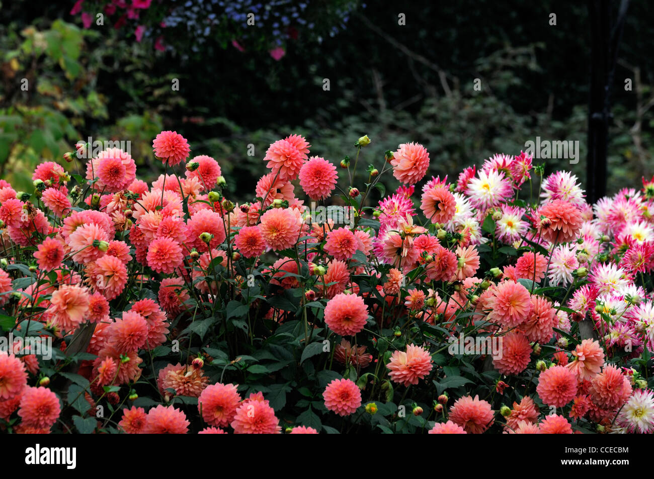 Dahlia border bed mixed flowers bloom blossom plant portraits flowers