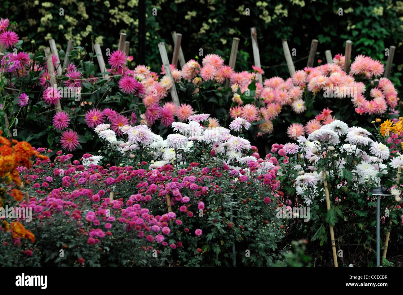 Dahlia border bed mixed flowers bloom blossom plant portraits flowers
