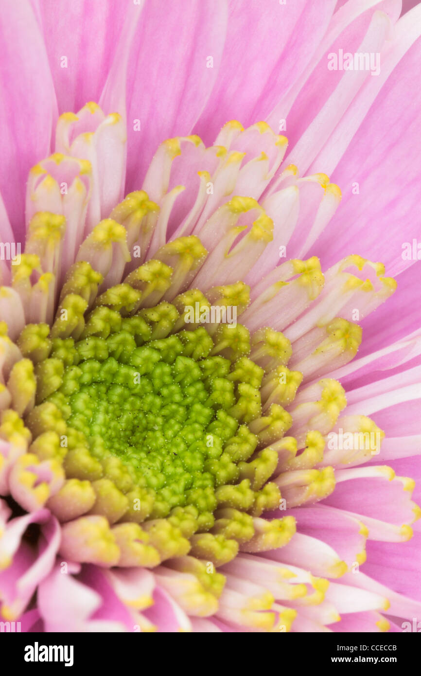 Close up of a pink Chrysanthemum in spring Stock Photo