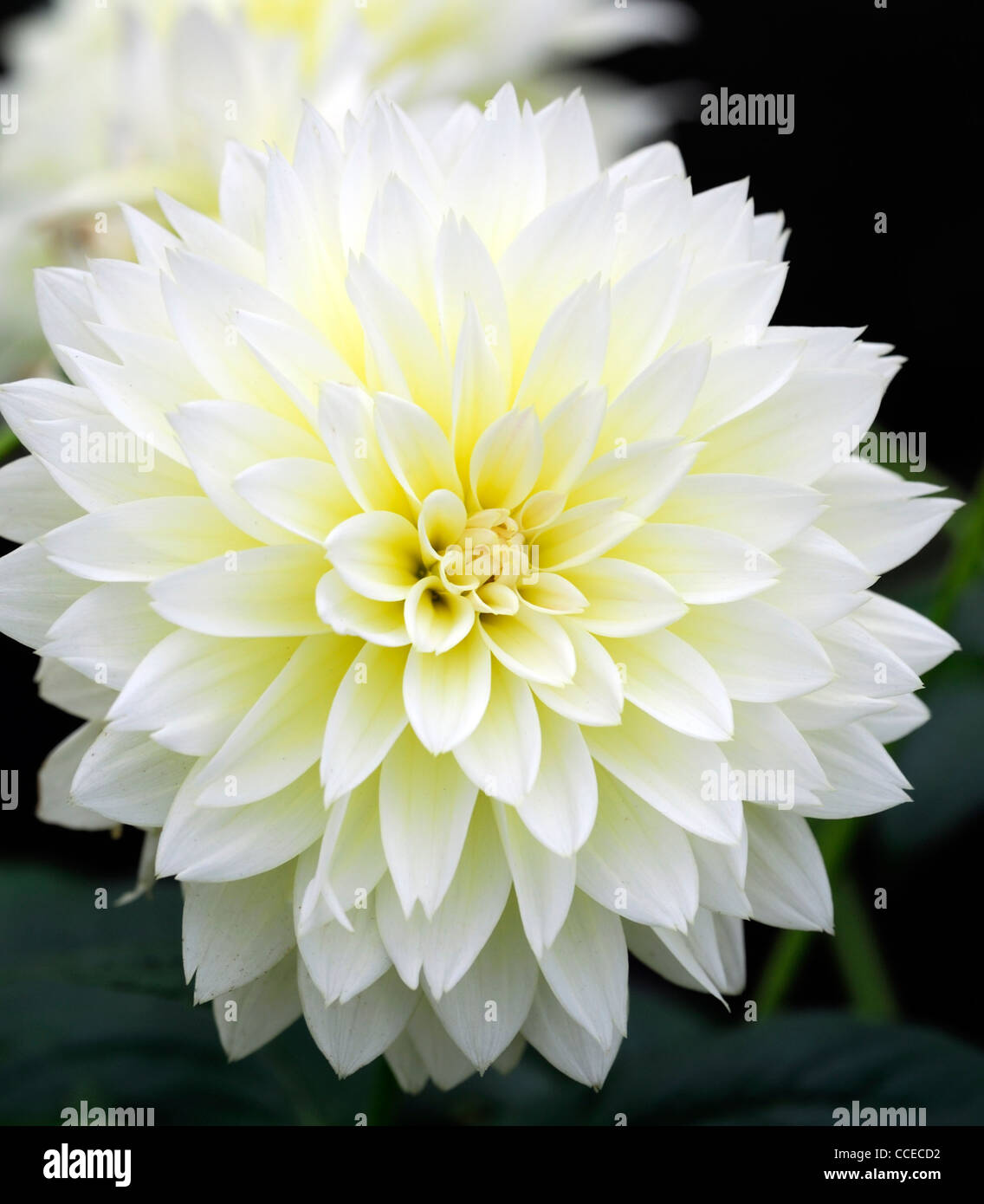 Dahlia canary fubuki white yellow bicolor flower bloom blossom bicolour