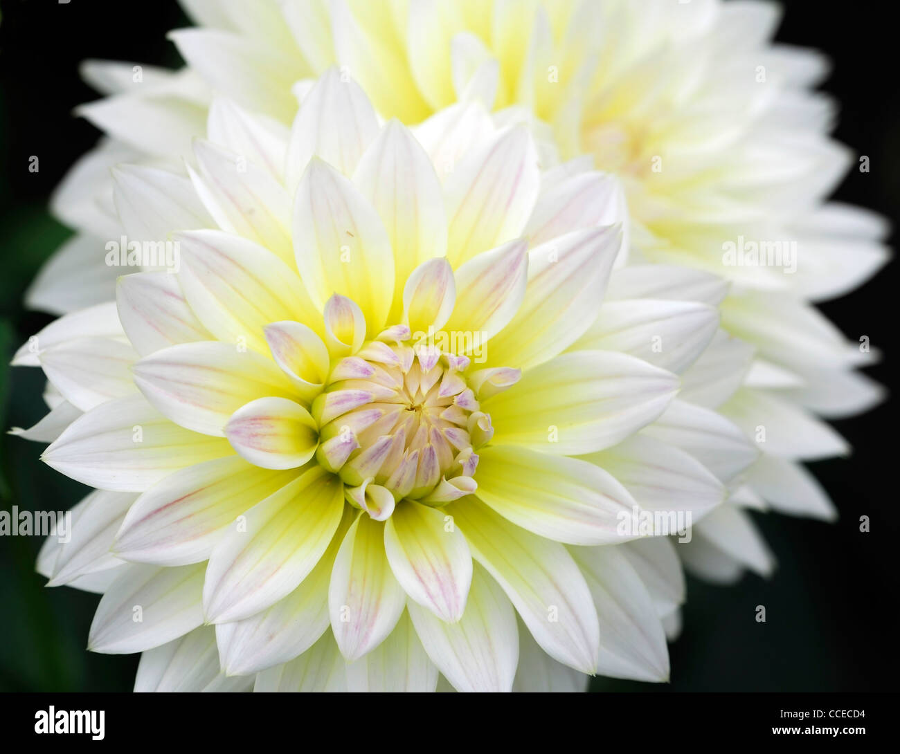 Bicolor flower hi-res stock photography and images - Alamy