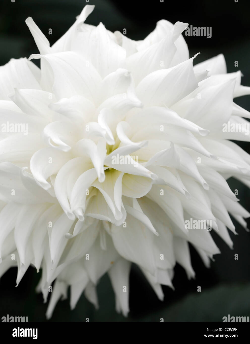 Dahlia evelyn foster white flower bloom blossom closeup plant portraits flowers flowering perennials blooms blossoms Informal me Stock Photo