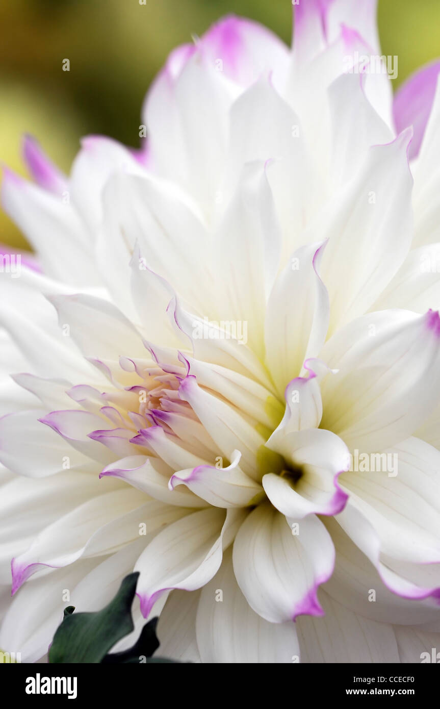 Dahlia ferncliff illusion purple white bicolor flower bloom blossom bicolour closeup plant portraits flowers flowering perennial Stock Photo