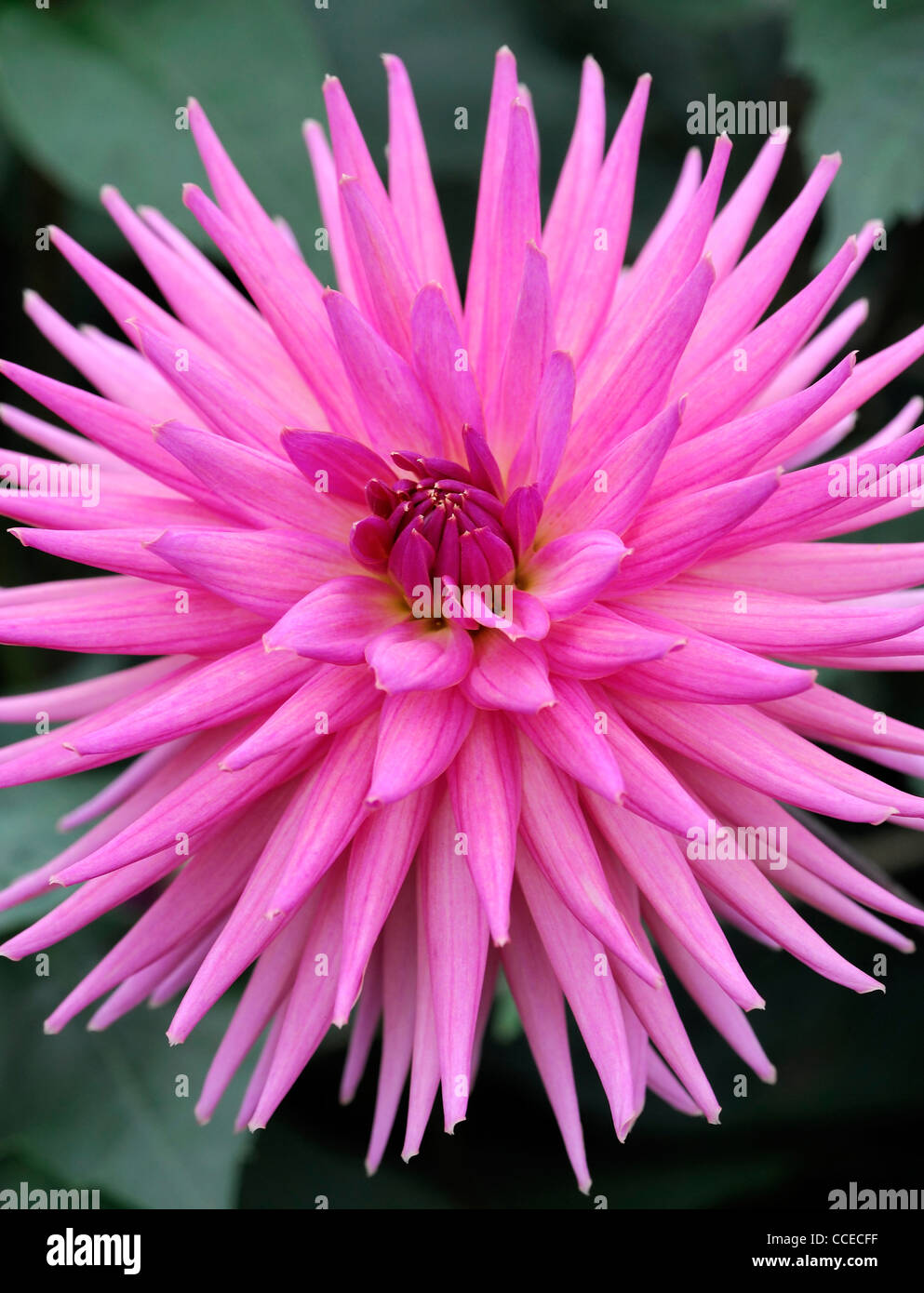 Dahlia good earth pink flower bloom cactus blossom closeup plant