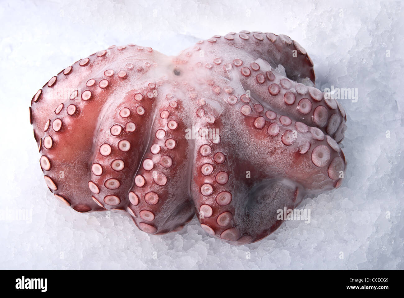 octopus isolated on the white background Stock Photo - Alamy