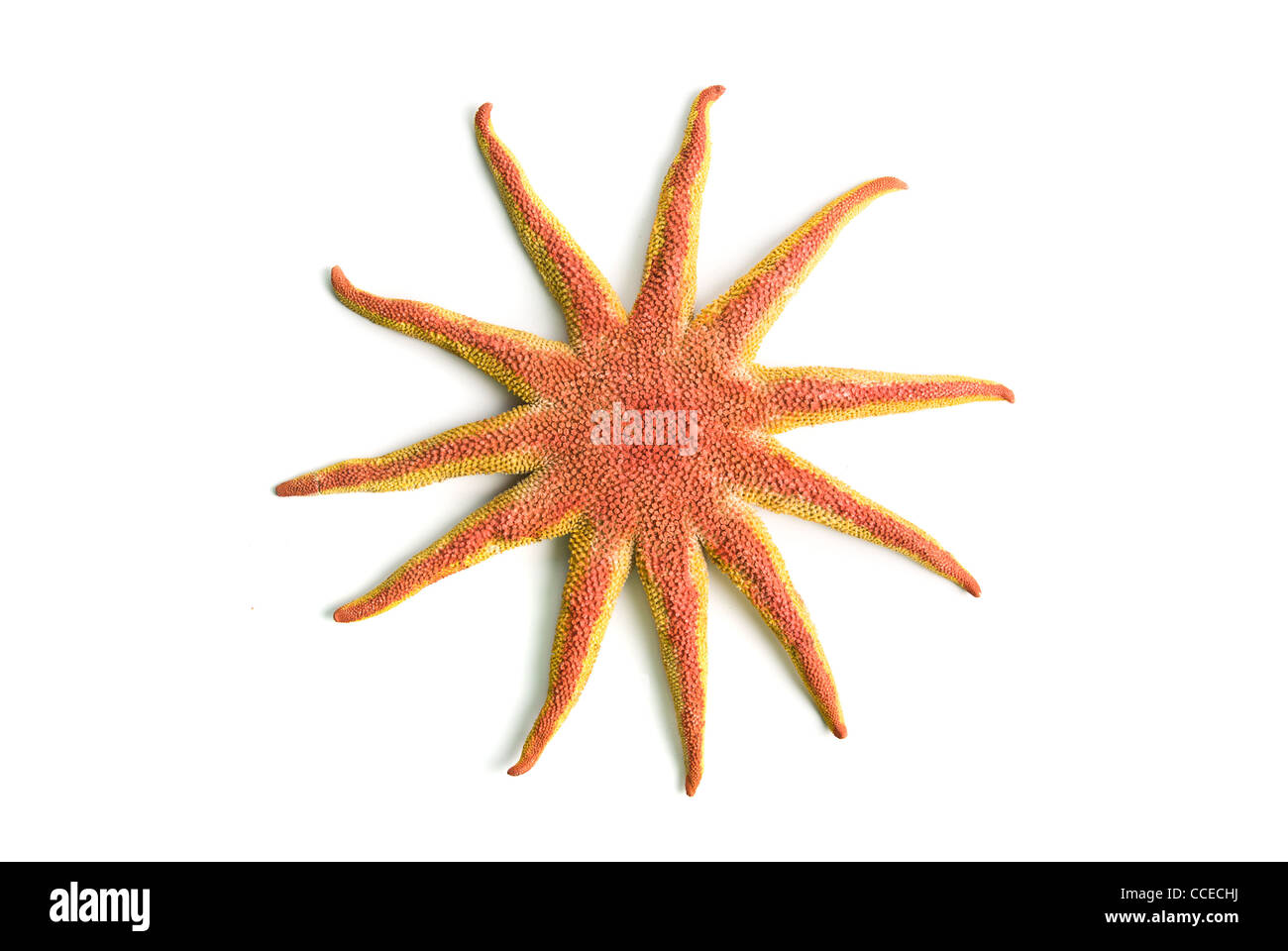 starfish isolated on a white background Stock Photo - Alamy
