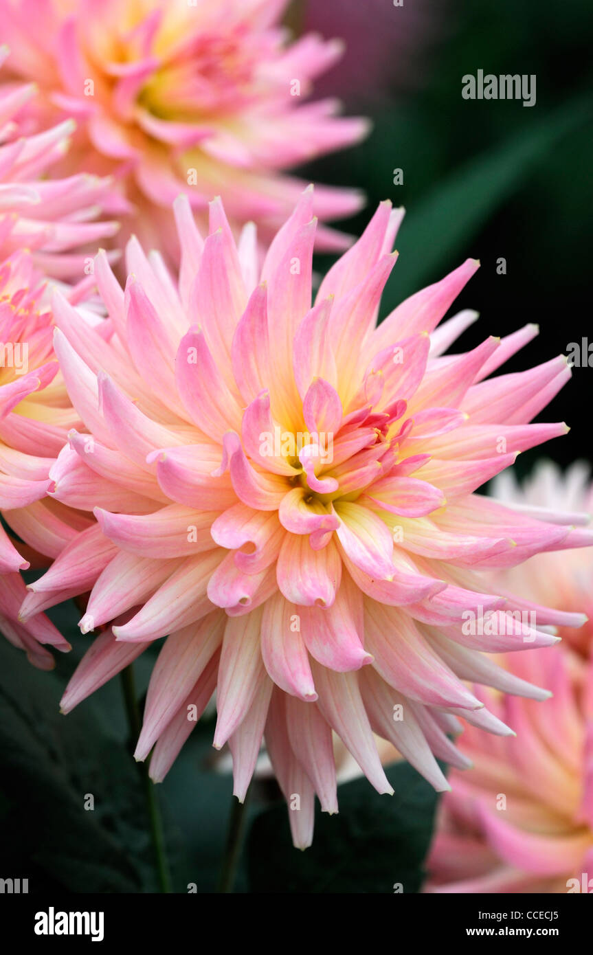 dahlia new dimension cactus flowered flower bloom blossom perennial apricot orange colour color Stock Photo
