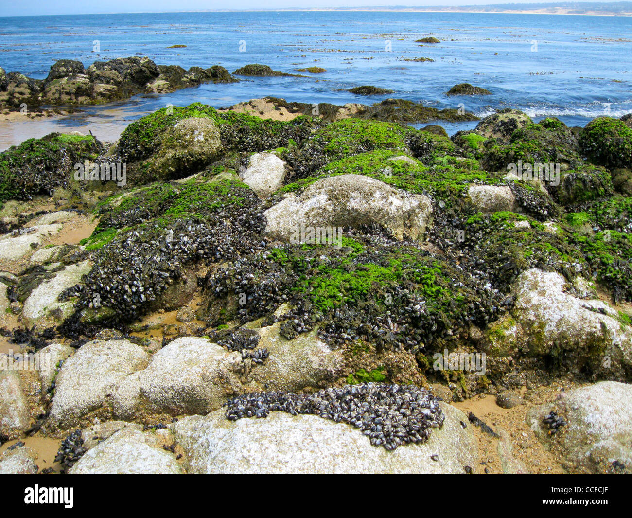 A large mussel habitat at the Pacific coast Stock Photo