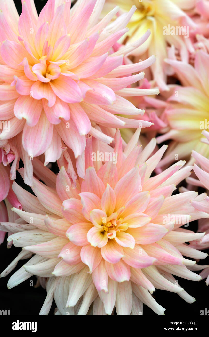 dahlia new dimension cactus flowered flower bloom blossom perennial apricot orange colour color Stock Photo