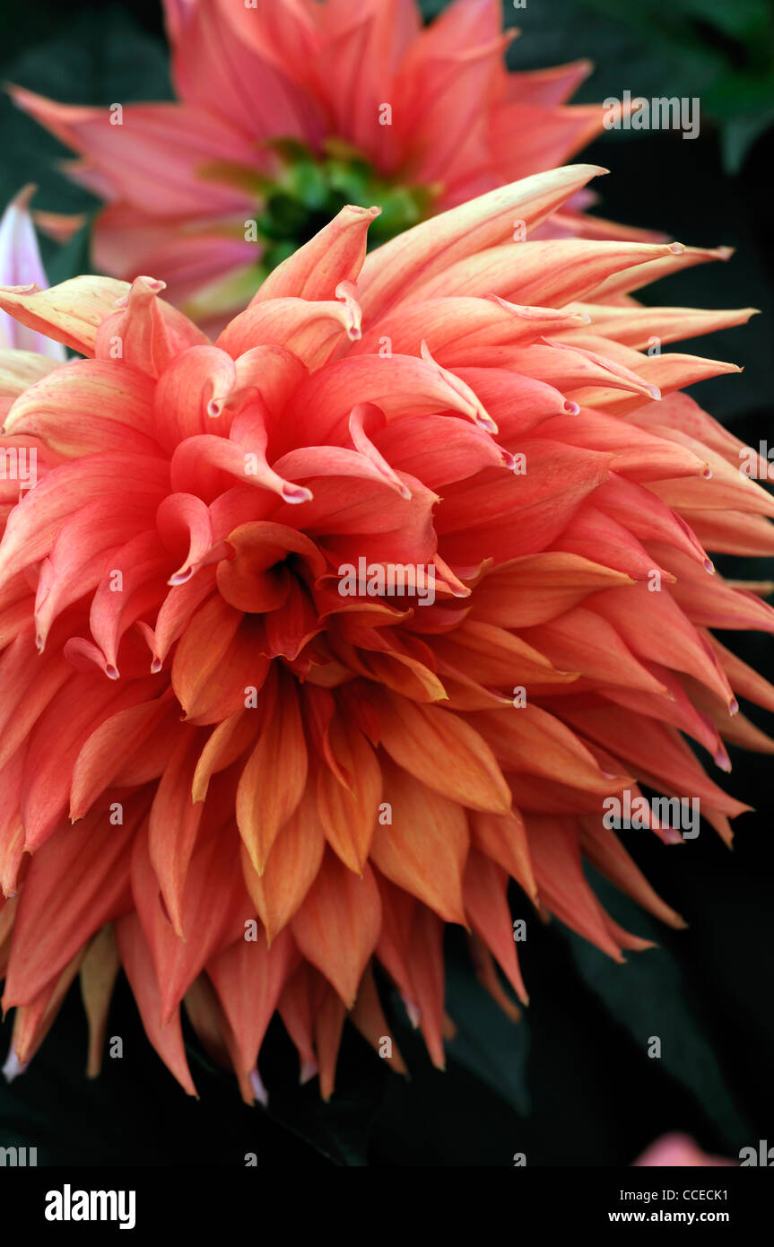 dahlia shirley alliance orange flower bloom blossom closeup ...