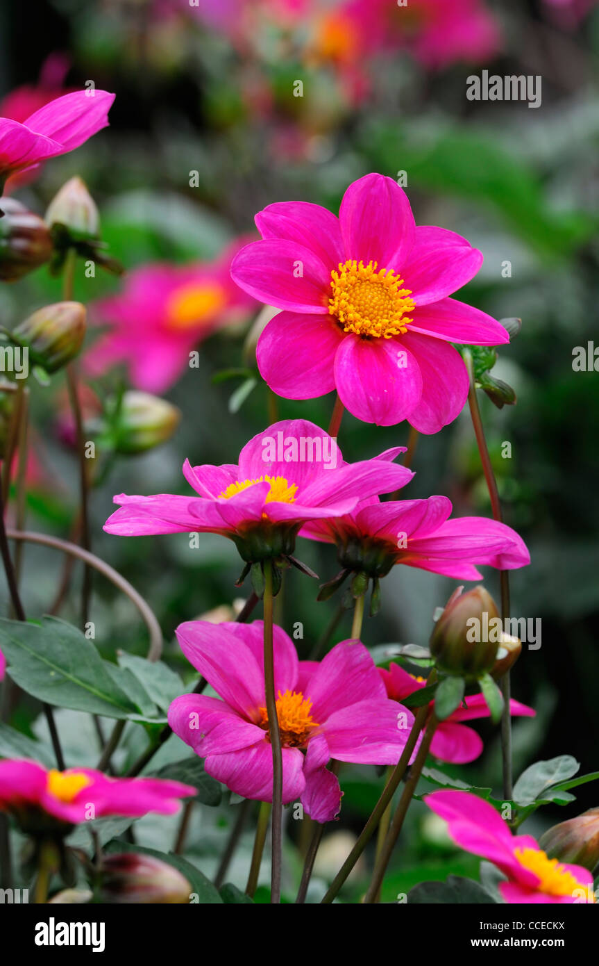 dahlia variabilis single group pink flower bloom blossom closeup selective focus plant portraits flowers flowering perennials Stock Photo