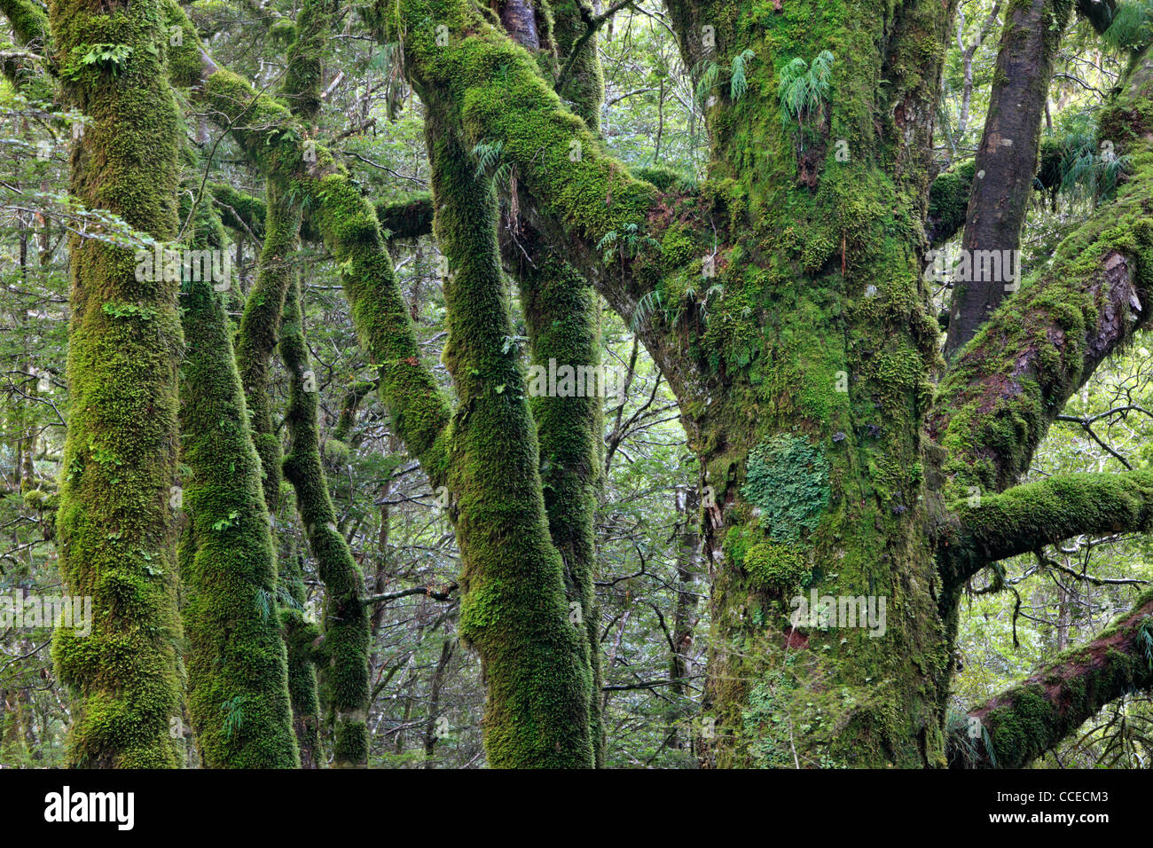 Moss and beech hi-res stock photography and images - Alamy