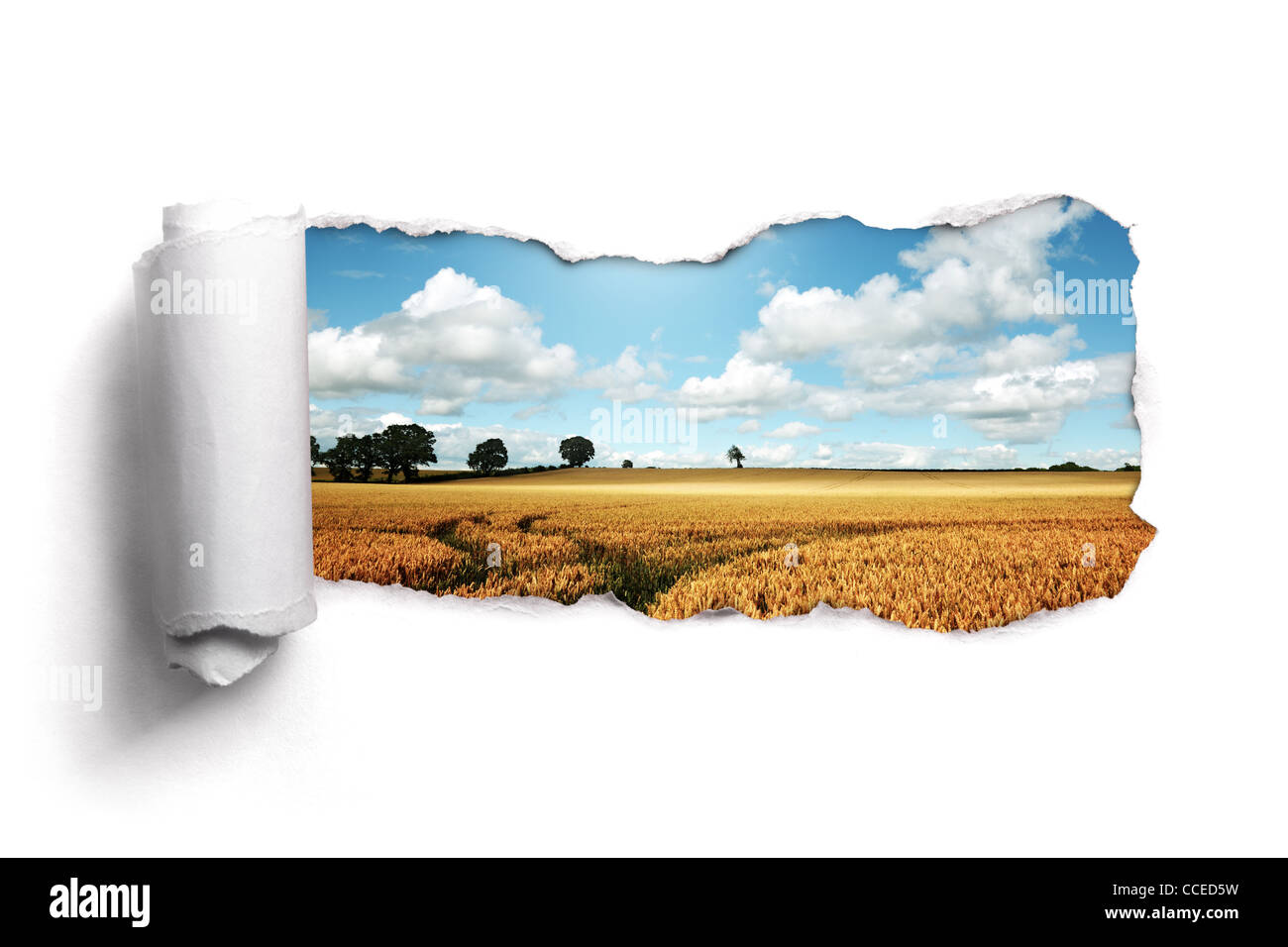 Torn paper over a summer wheat field landscape Stock Photo