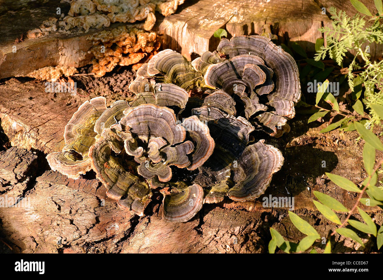 bracket fungi on tree stump Stock Photo