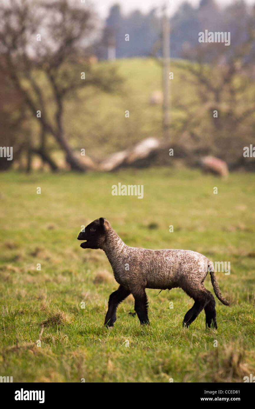 Black and White Lamb Stock Photo Alamy