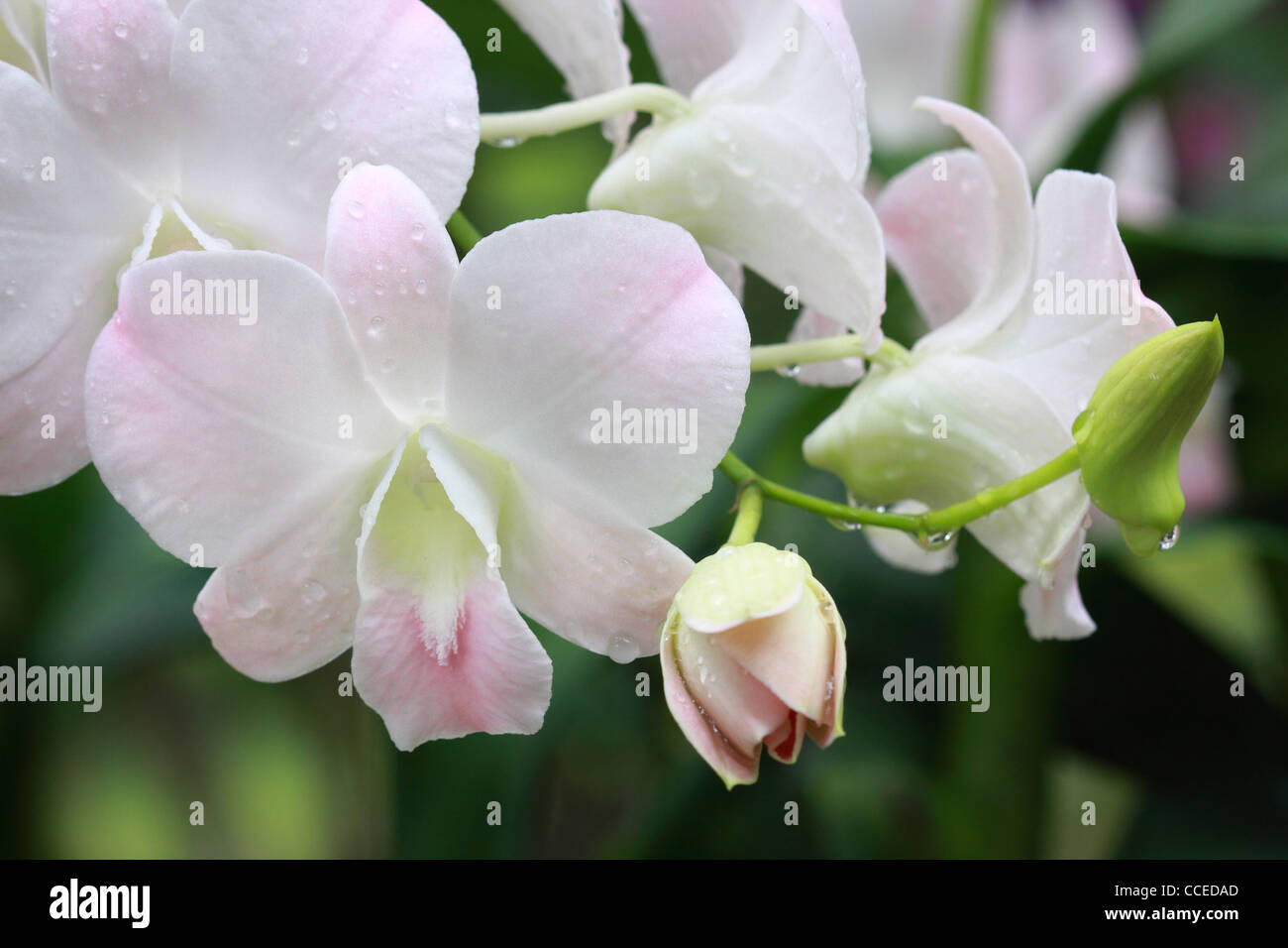 Closeup orchids hi-res stock photography and images - Alamy