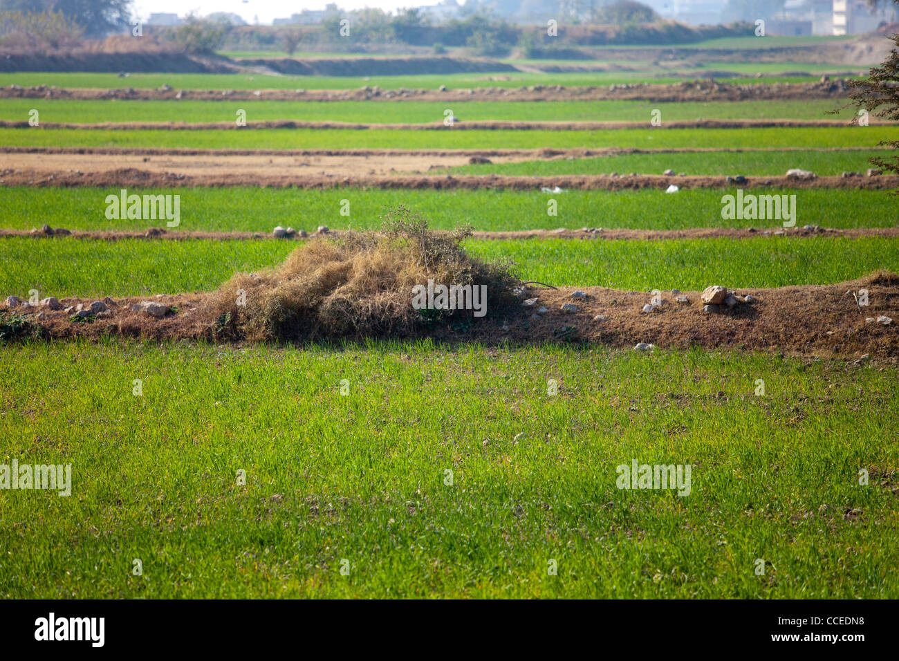 Wheat fields in in Punjab Province, Pakistan Stock Photo Alamy