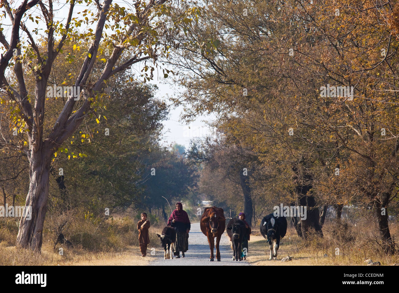 Herders in Punjab Province, Pakistan Stock Photo