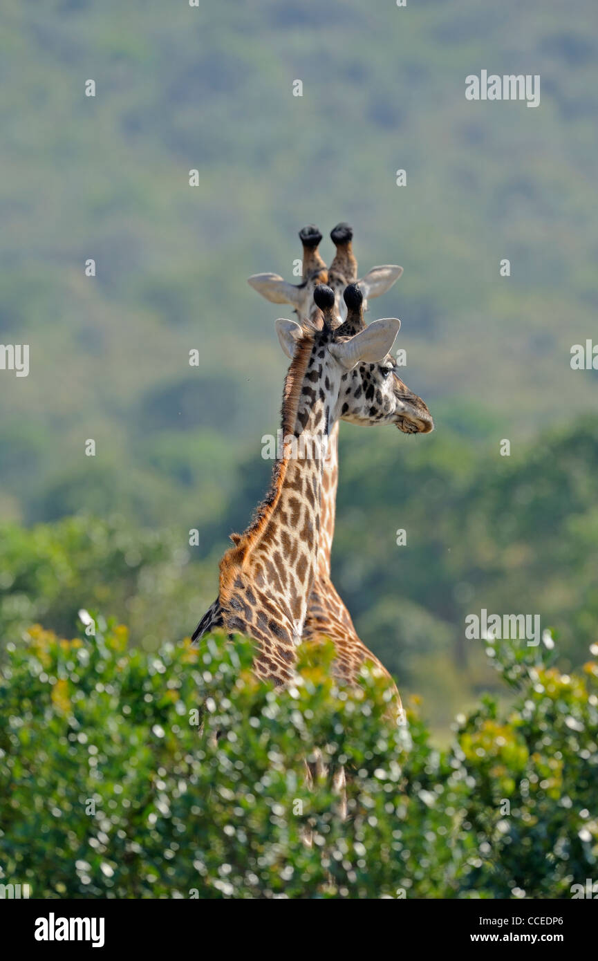 Masai Giraffe towering over the vegetation in Masai Mara, Kenya Stock Photo