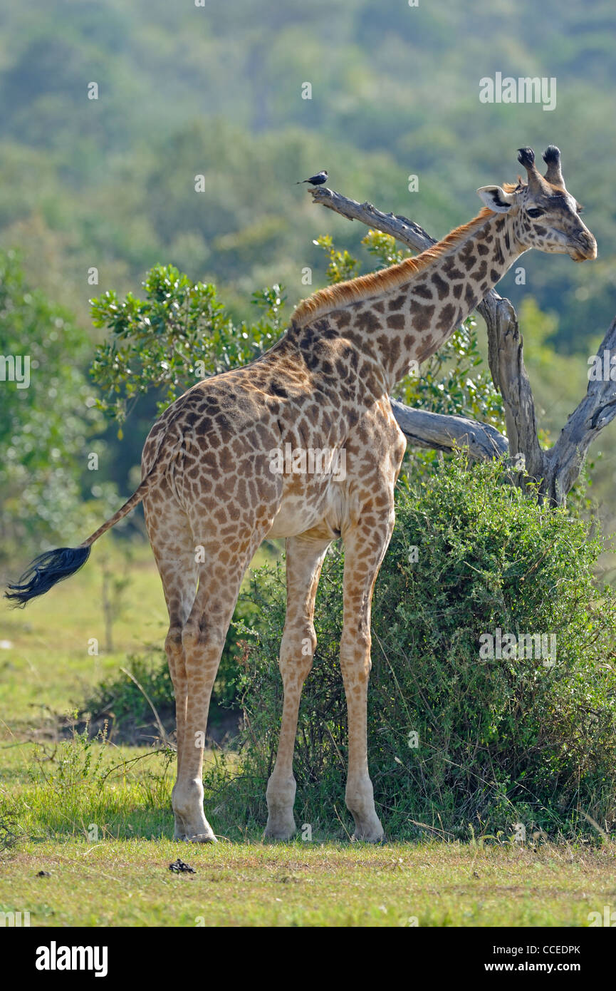 Masai Giraffe towering over the vegetation in Masai Mara, Kenya Stock Photo