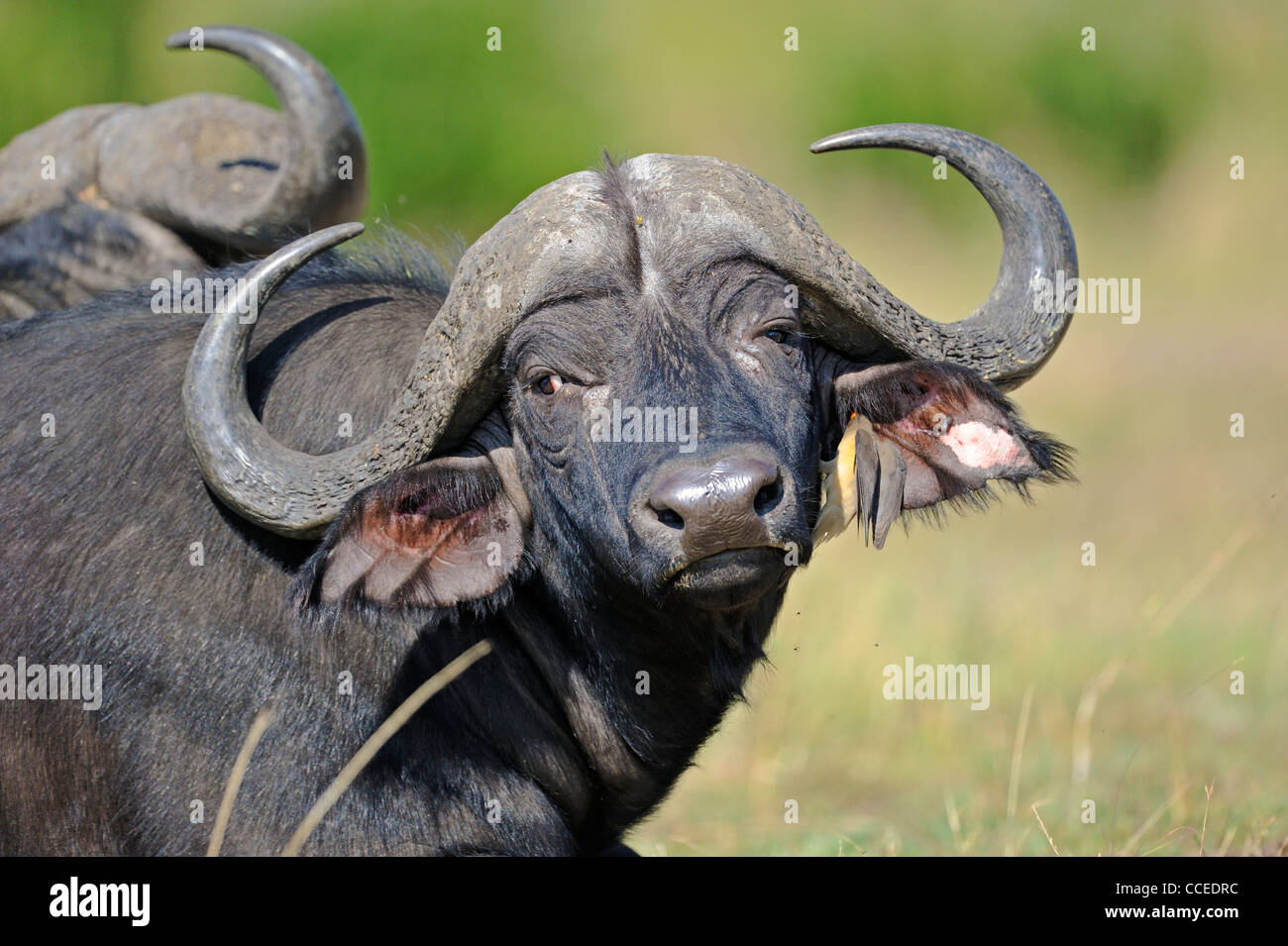 Head shot of an African buffalo Cape buffalo (Syncerus caffer) and an Oxpecker bird in Masai Mara Stock Photo