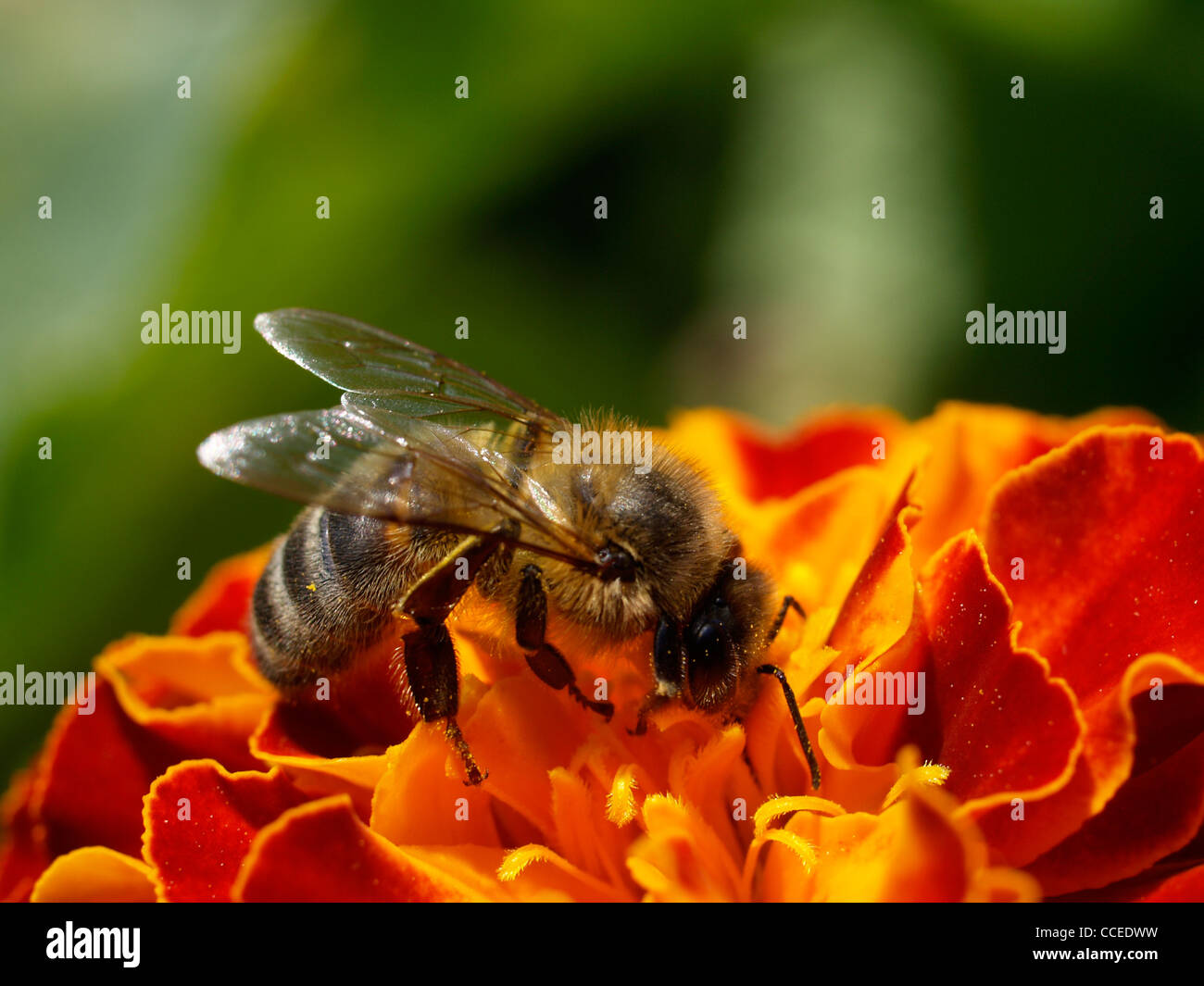 Honey bee pollinating a French Marigold flower Stock Photo Alamy
