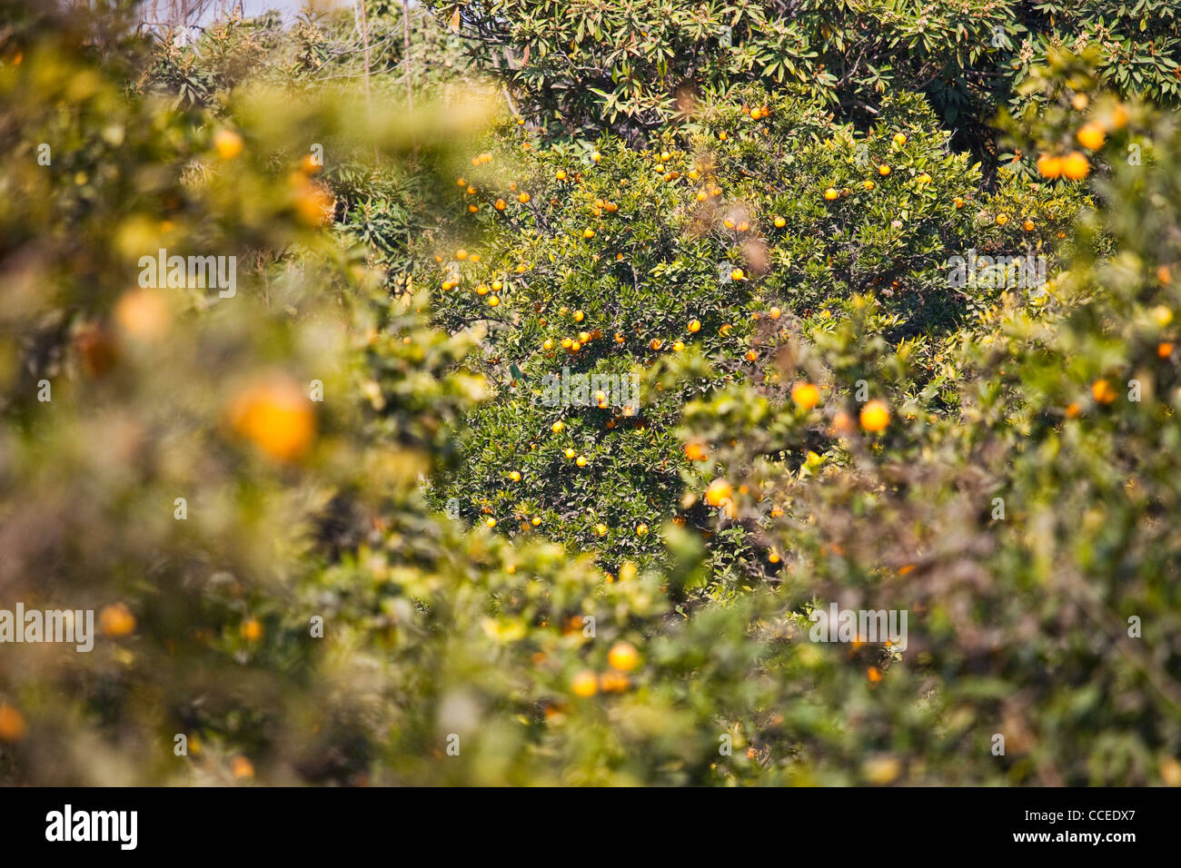 Orange orchard oranges hires stock photography and images Alamy