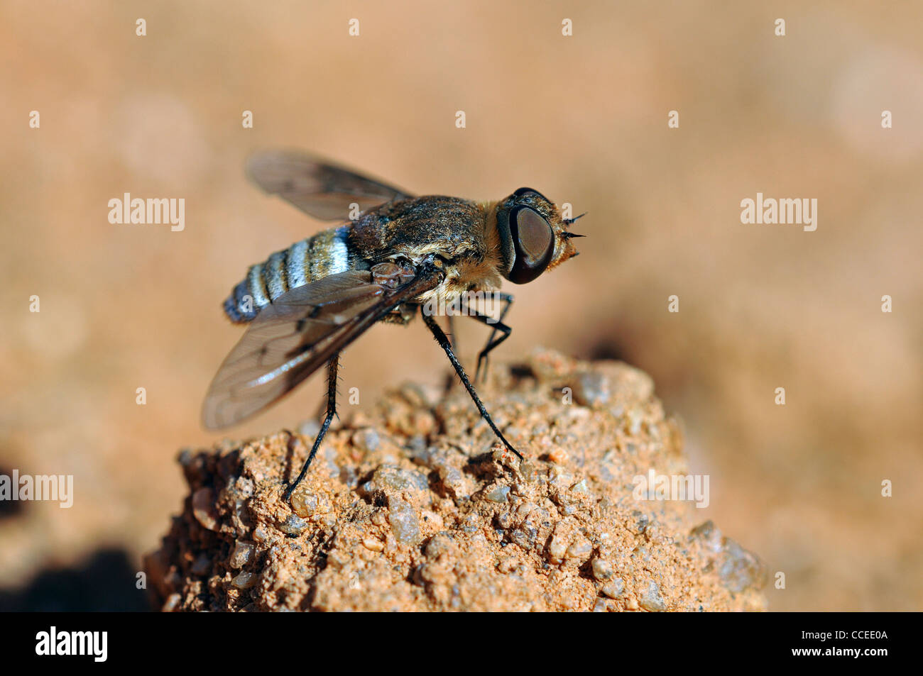 Exoprosopa species of bee-flies family, Goegap Nature Reserve, Namaqualand, South Africa Stock Photo