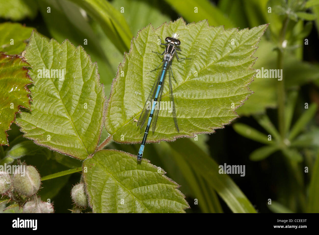 St. Madoc's Christian Centre, Llanmadoc, Gower Stock Photo Alamy