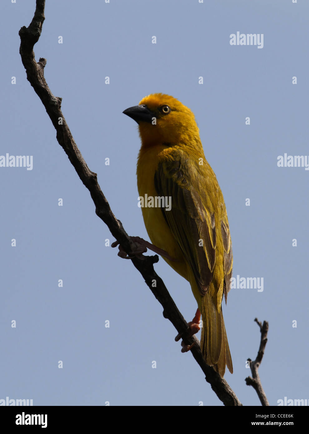 Golden Weaver Kenya Stock Photo