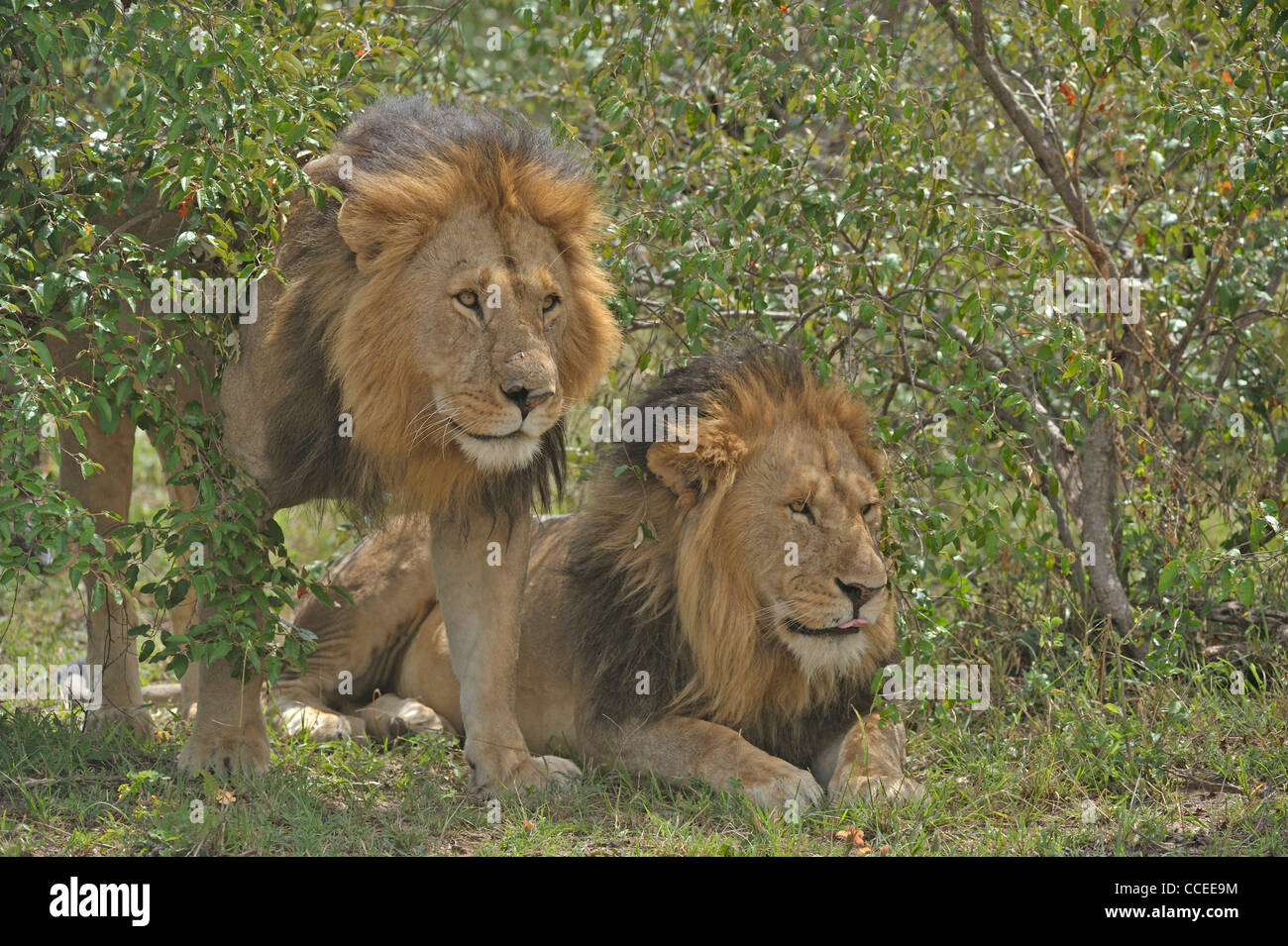 Two male lion in Masai Mara, Kenya, Africa Stock Photo