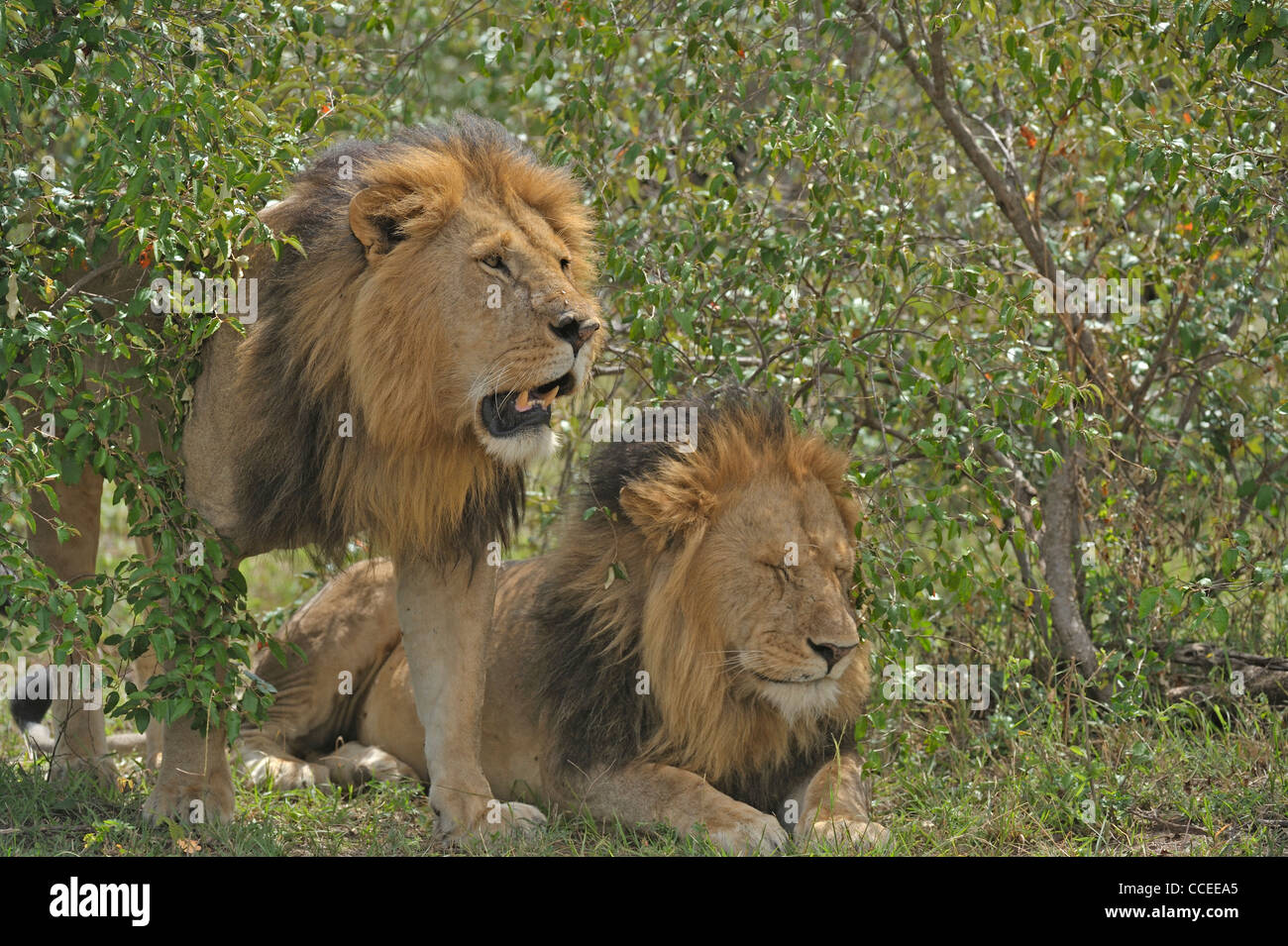 Two male lion in Masai Mara, Kenya, Africa Stock Photo